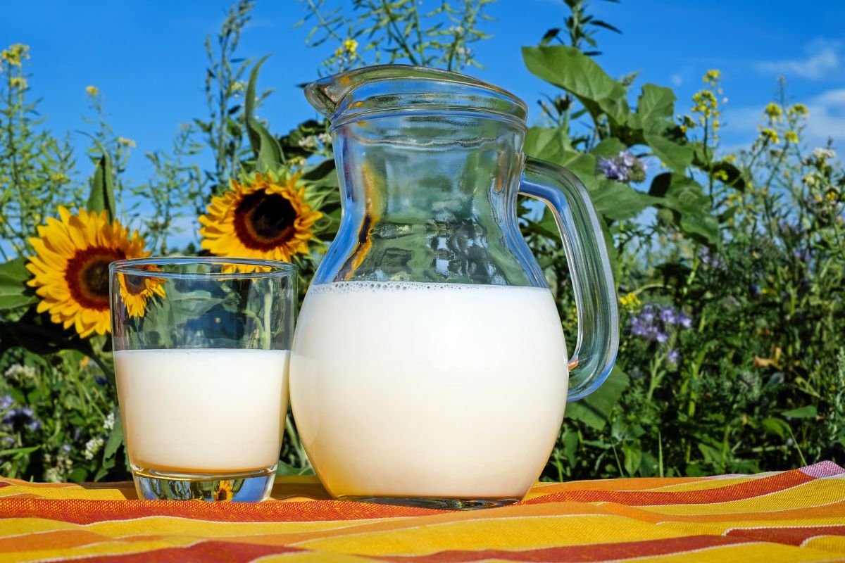 Djur- eller vegansk, hel- eller låg-fett: mjölken. Tillgängliga produkter och hälsofördelar.