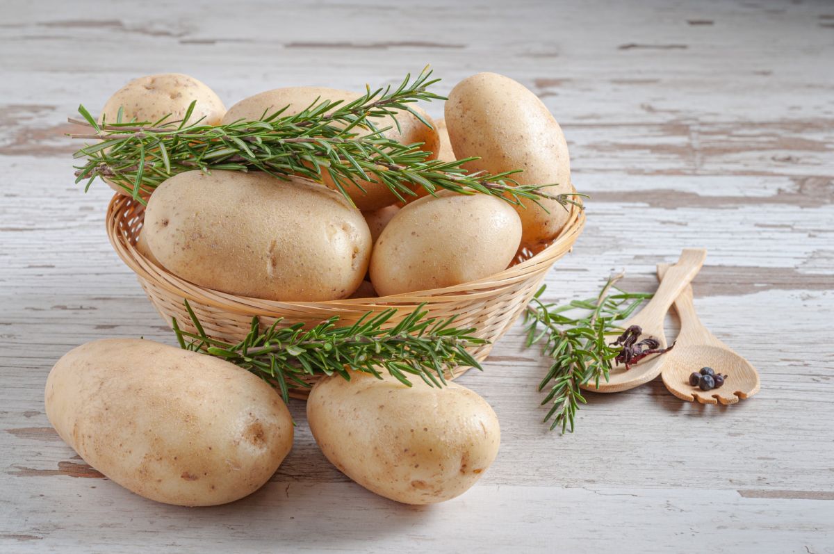 Allt om den mångsidiga potatisen: ursprung, näringsämnen och tillagning av dumplings, pommes frites och mycket mer