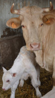 La Ferme du Canton Hubaut food