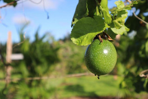 Kahuku Farms food