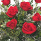 Klassiskt Dussin Rosor Red Rose Arrangement