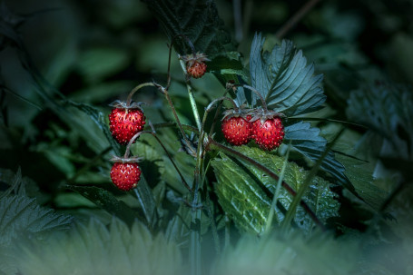 Verkligen Wild Berry