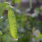 Sugar Snap Peas