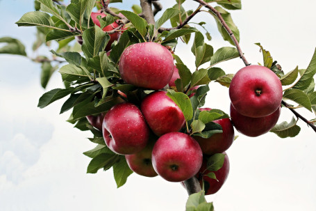 Syrligt Äpple