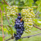 Blommor, Pinot Noir, Sonoma Coast, Kalifornien