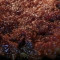 Brisketsallad