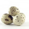 Quail eggs