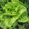 Sallad Sallad
